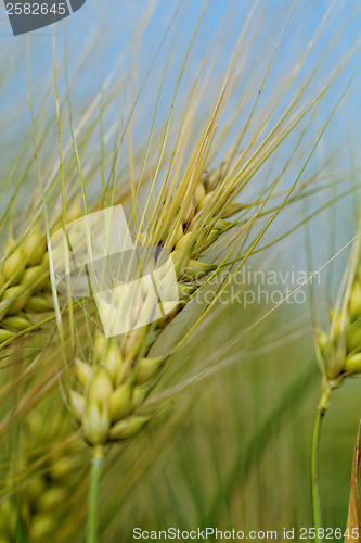Image of Green and yellow wheat
