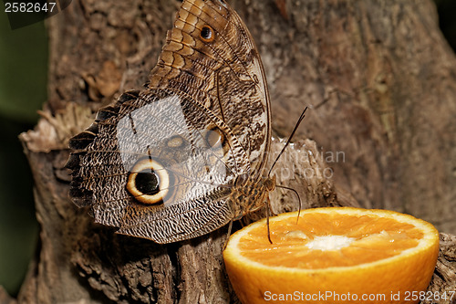 Image of Macro photograph of a butterfly 