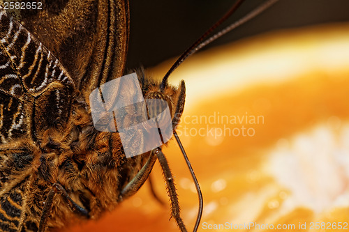 Image of Macro photograph of a butterfly 