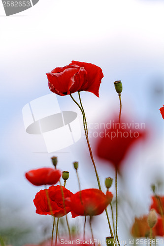 Image of Red poppies