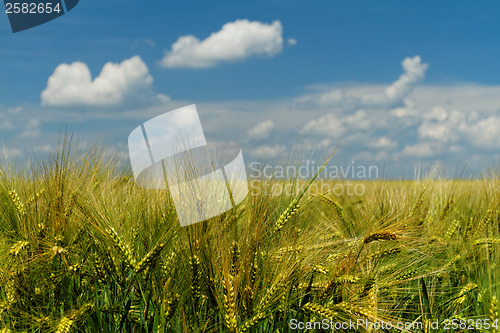 Image of Green and yellow wheat