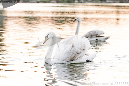 Image of Lonely swan