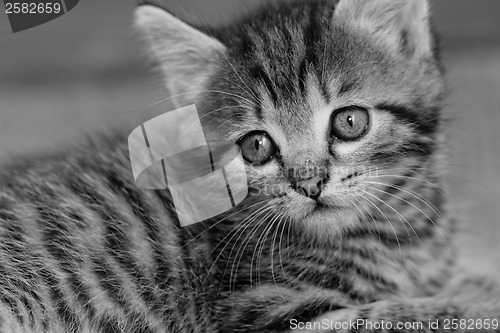 Image of Tabby kitten