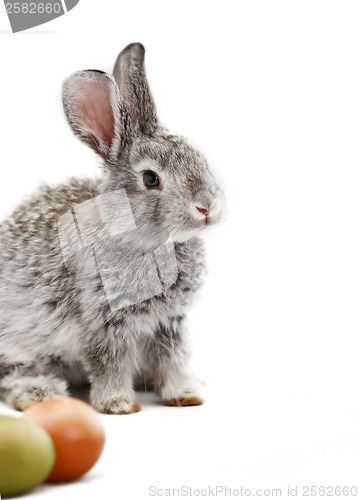 Image of Gray rabbit