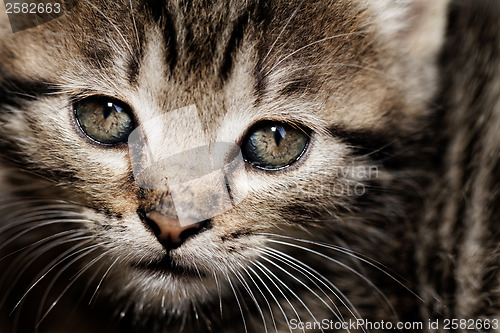 Image of Tabby kitten