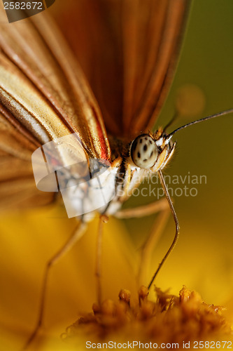 Image of Orange butterfly