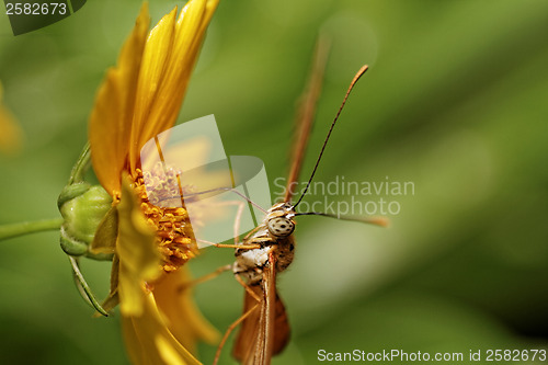 Image of Orange butterfly