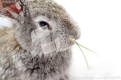 Image of Gray rabbit