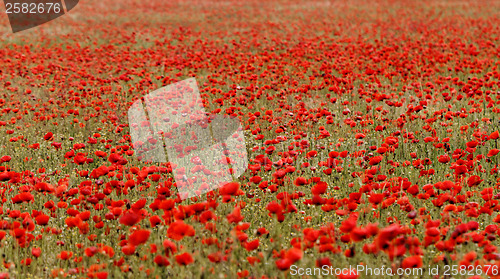 Image of Red poppies