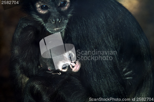 Image of Baby Geoffroy's spider monkey 