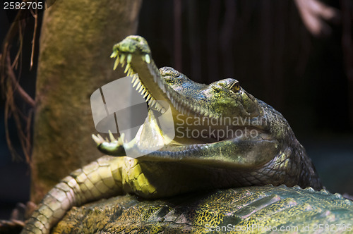 Image of Gharial