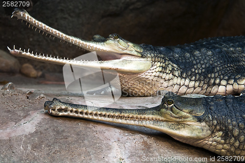 Image of Gharials