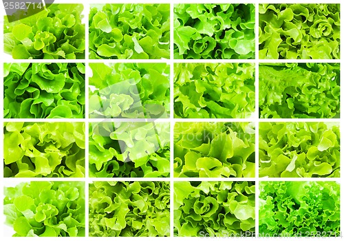 Image of Lettuce