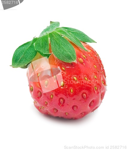 Image of Strawberry