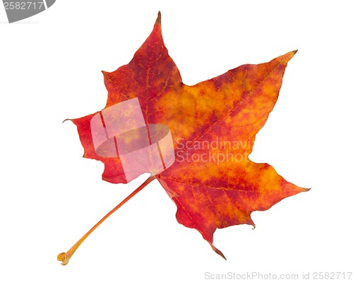 Image of Maple leaf