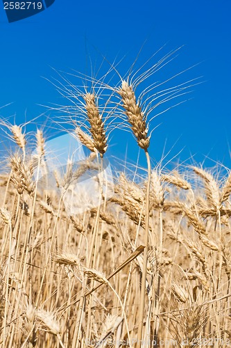 Image of Wheat field