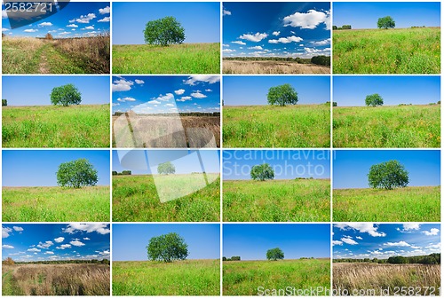 Image of Tree and field