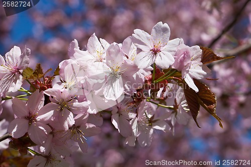 Image of Cherry blossom