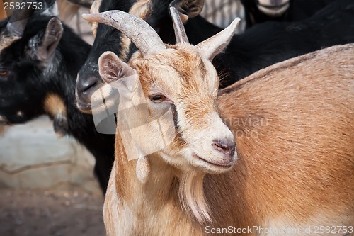 Image of Goat