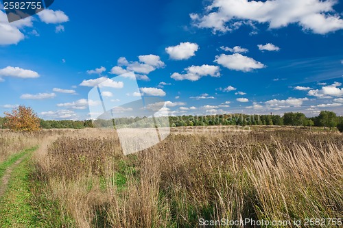Image of Meadow