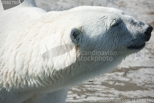 Image of Polar bear