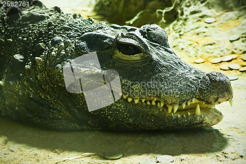 Image of Crocodile