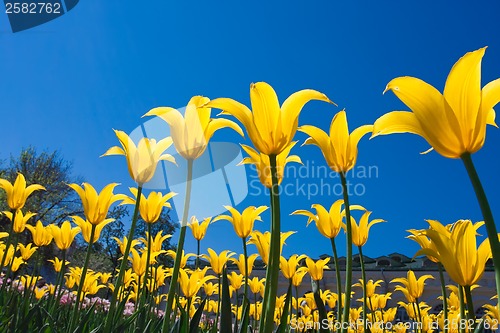 Image of Tulip flowers