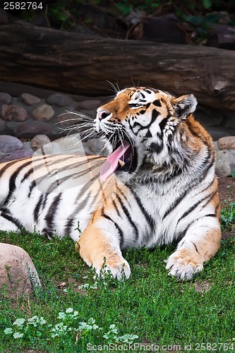 Image of Tiger