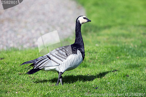 Image of Barnacle Goose