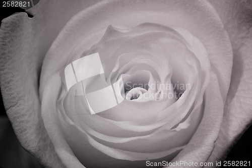 Image of Rose Ultraviolet photography