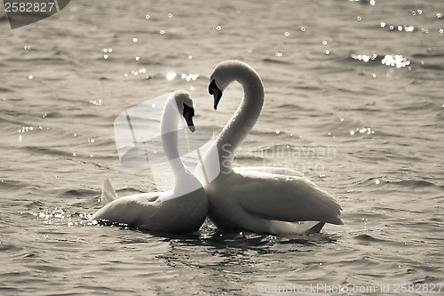 Image of Mute Swans