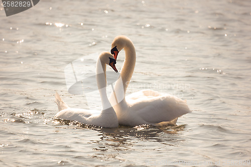 Image of Mute Swan couple