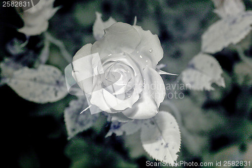 Image of Rose Ultraviolet photography