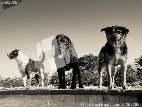 Image of Pack of dogs