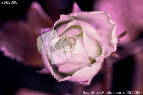 Image of A Rose Ultraviolett