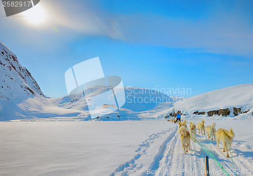 Image of dog sledging in spring time in greenland