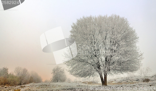 Image of winter landscape of frozen trees