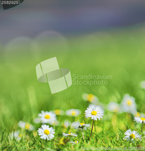 Image of white daisies on the field
