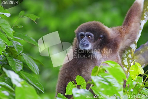 Image of Gibbon Monkey