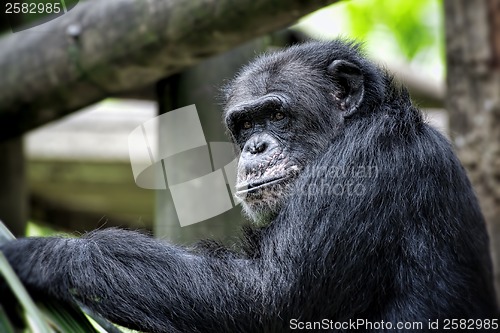 Image of Common Chimpanzee