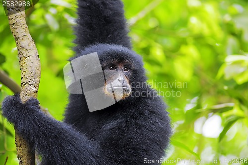 Image of Siamang Gibbon