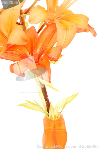 Image of Detail of flowering orange lily