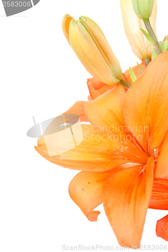 Image of Detail of flowering orange lily