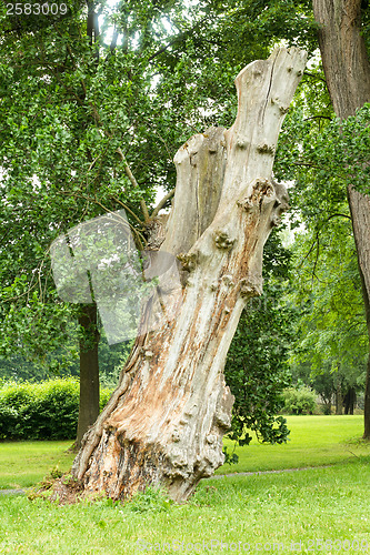 Image of Old decayed tree in the forest