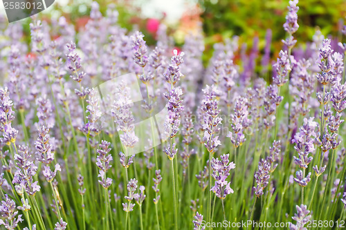 Image of Lavender close up