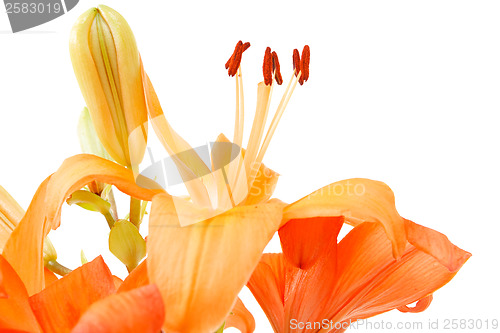 Image of Detail of flowering orange lily