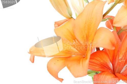 Image of Detail of flowering orange lily