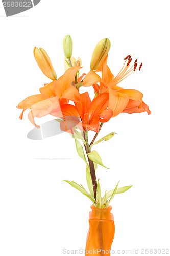 Image of Detail of flowering orange lily