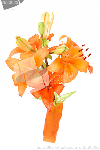 Image of Detail of flowering orange lily