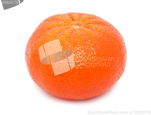 Image of Tangerine